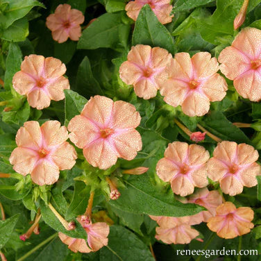 Four O'Clocks Scented Peach Sunset