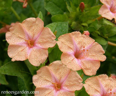 Four O'Clocks Scented Peach Sunset