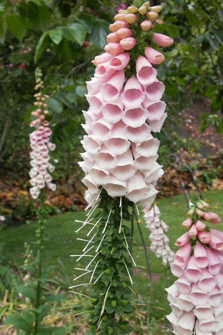 Foxglove Apricot Faerie Queen