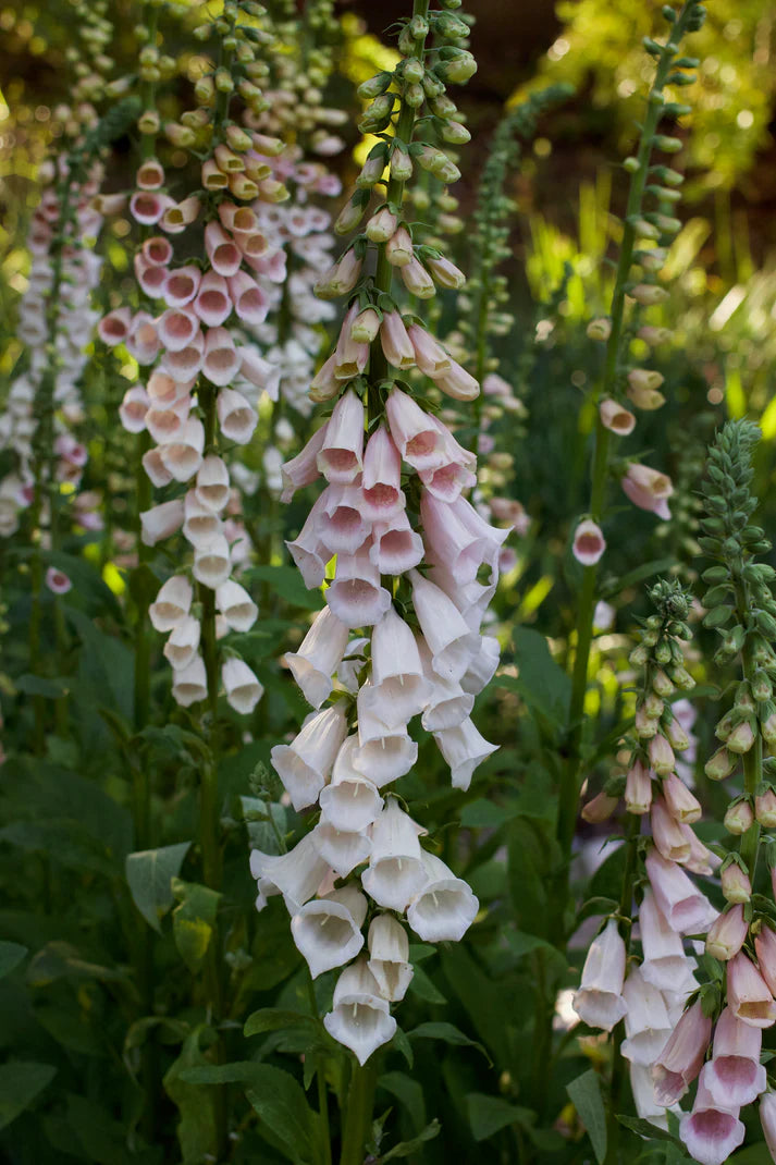 Foxglove Apricot Faerie Queen