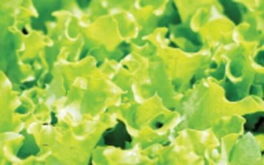 Lettuce Black Seeded Simpson Organic OSC Seed