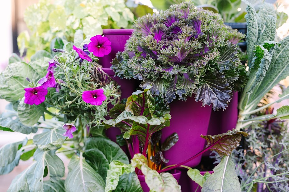 GreenStalk 3 Tier Original Razzleberry