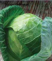 Cabbage Gregorian Hybrid OSC Seeds