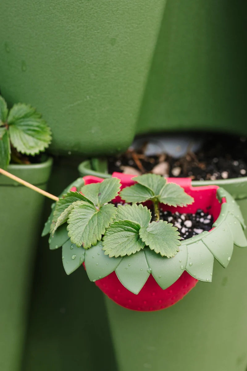 GreenStalk Berry Cup (Set of 6)