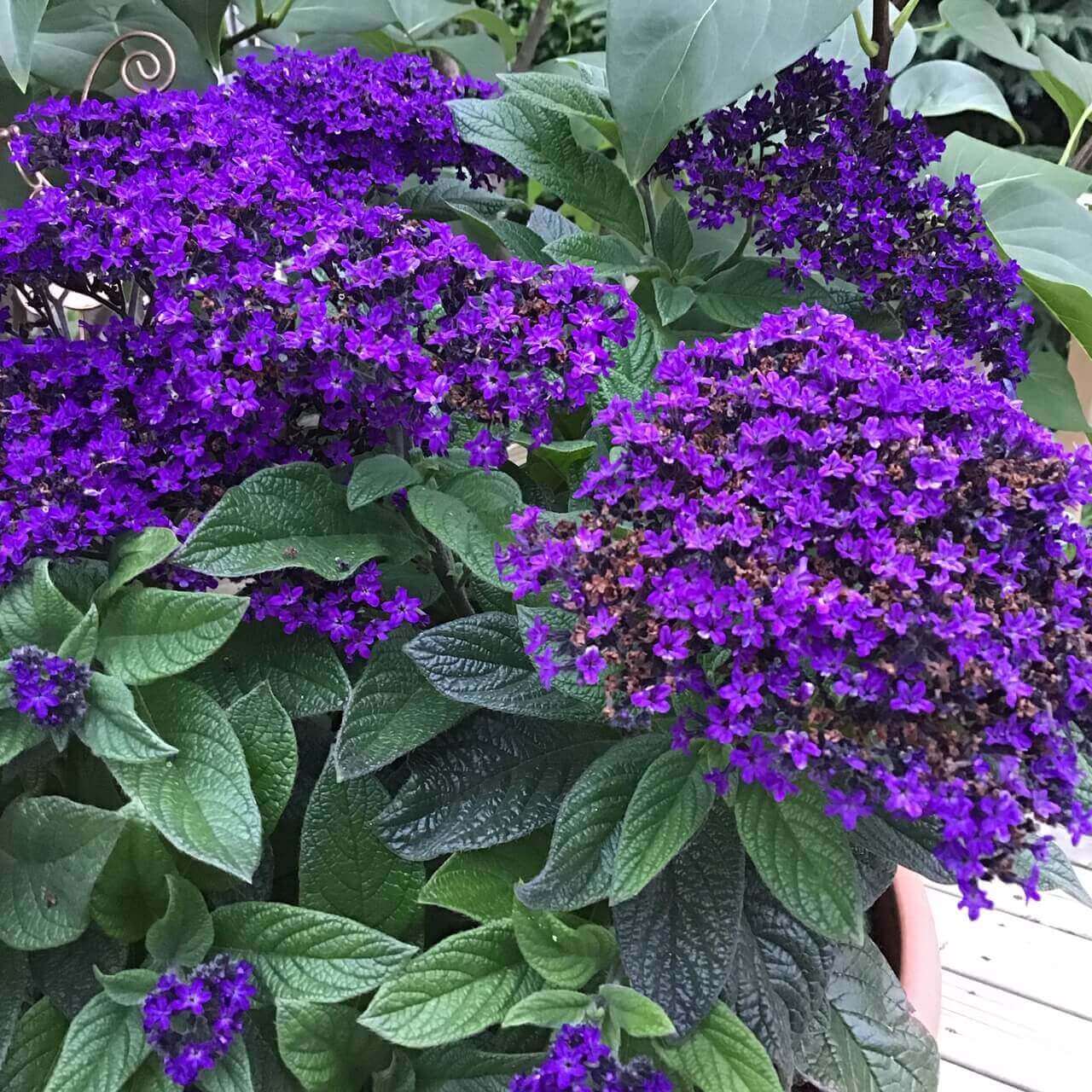 Heliotrope Marine OSC Seed