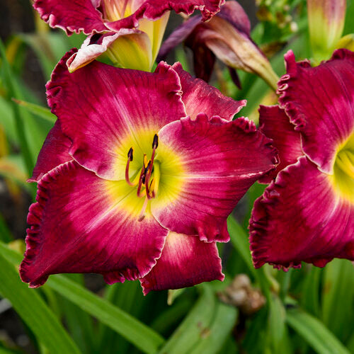 Daylily Blood, Sweat & Tears 1G