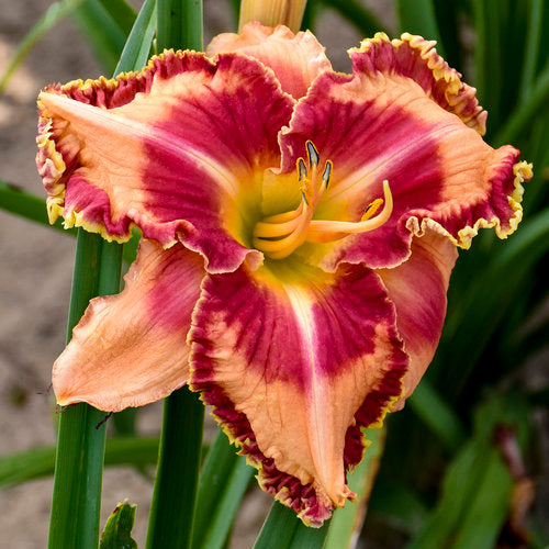 Daylily Lake Of Fire 1G