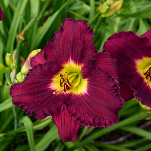 Daylily Nosferatu 1G