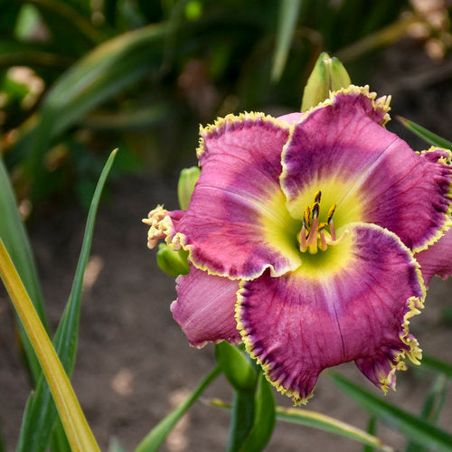 Daylily Raspberry Eclipse 1G