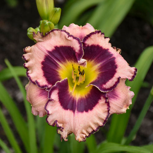 Daylily Sound of My Heart 1G