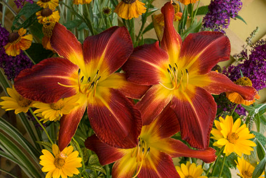 Daylily Ruby Spider 1G