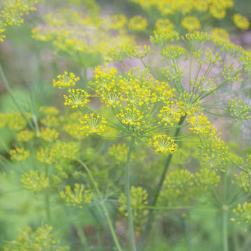 Dill Mammoth Long Island MIgardener Seed