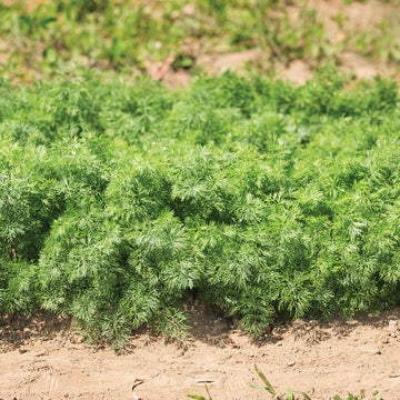 Dill Teddy MIgardener Seed