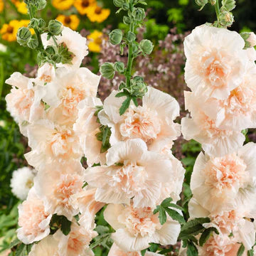 Hollyhock Majorette Double Champagne MIgardener Seed