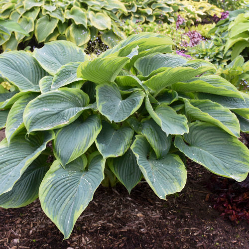 Hosta Wu-La- La 1G