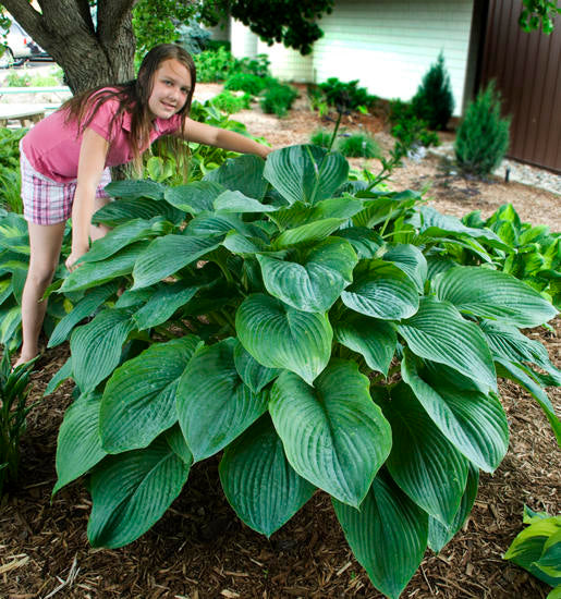 Hosta Empress Wu 1 Gallon