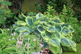 Hosta Frances Williams 2G