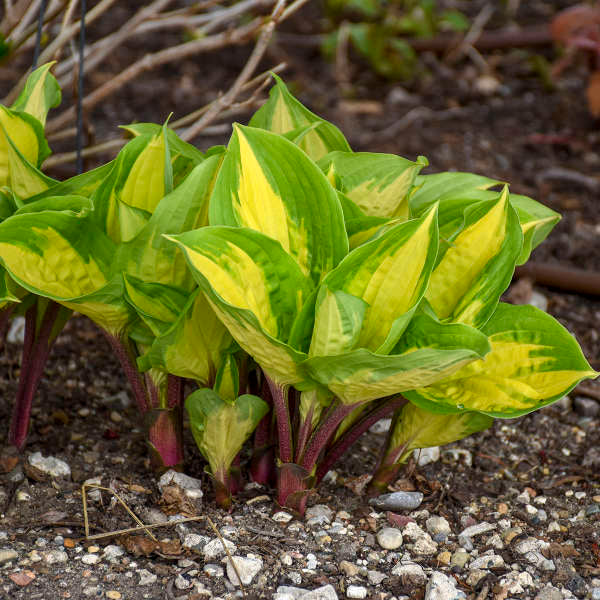 Hosta Island Breeze 1 Gallon
