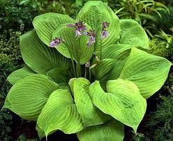 Hosta Sum & Substance 1G
