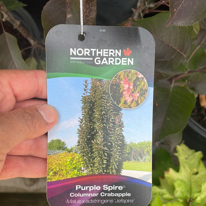 Purple Spire Columnar Crabapple 7G