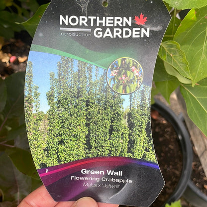 Green Wall Flowering Crabapple 10G