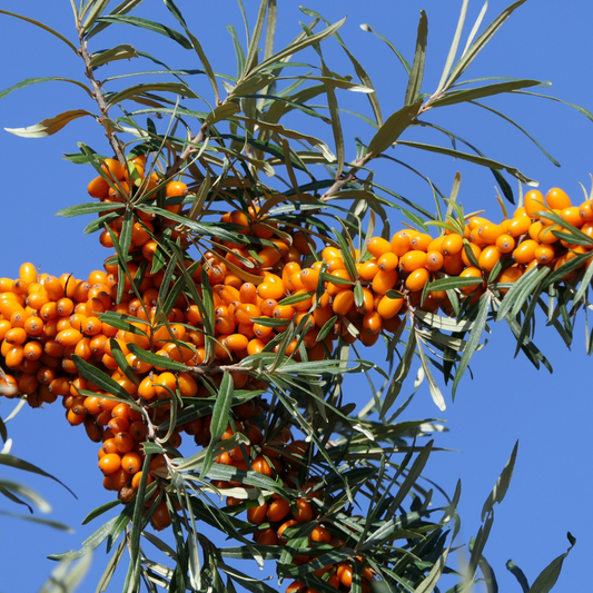Seaberry Leikora Sea Buckthorn 1G
