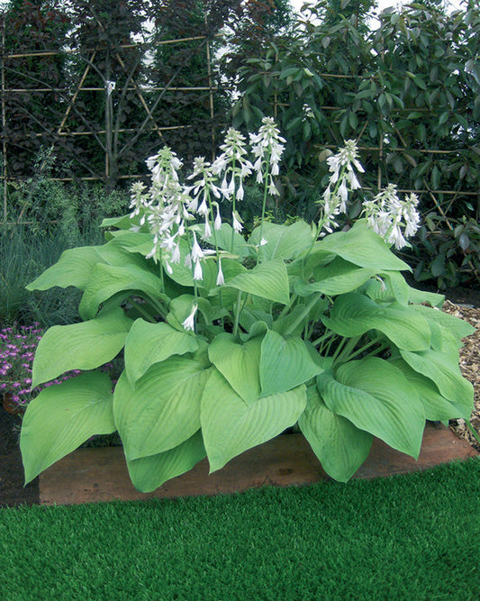 Hosta T-Rex  1 Gallon