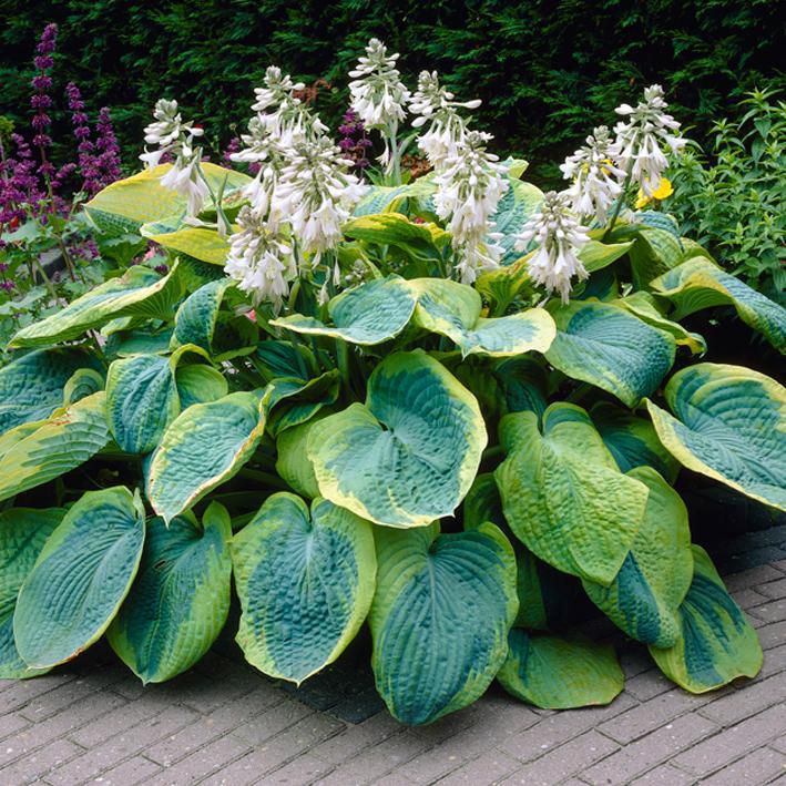 Hosta Frances Williams 2G
