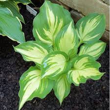 Hosta  Lakeside Paisley Print  1 Gallon