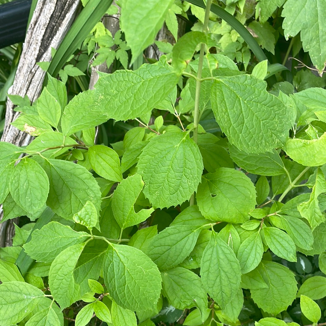 Mock Orange Golden 2G