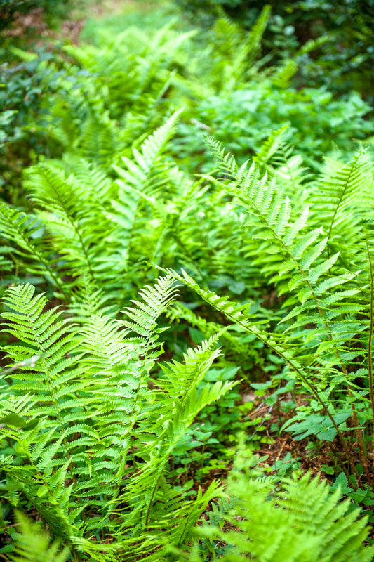 Native Garden Fern 2G