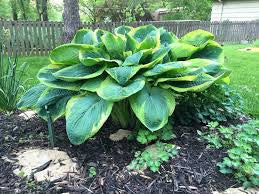 Hosta Frances Williams 2G