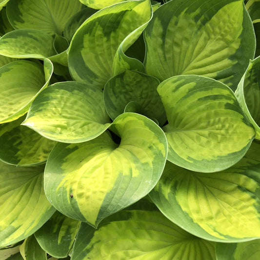 Hosta  Rainforest Sunrise 1 Gallon