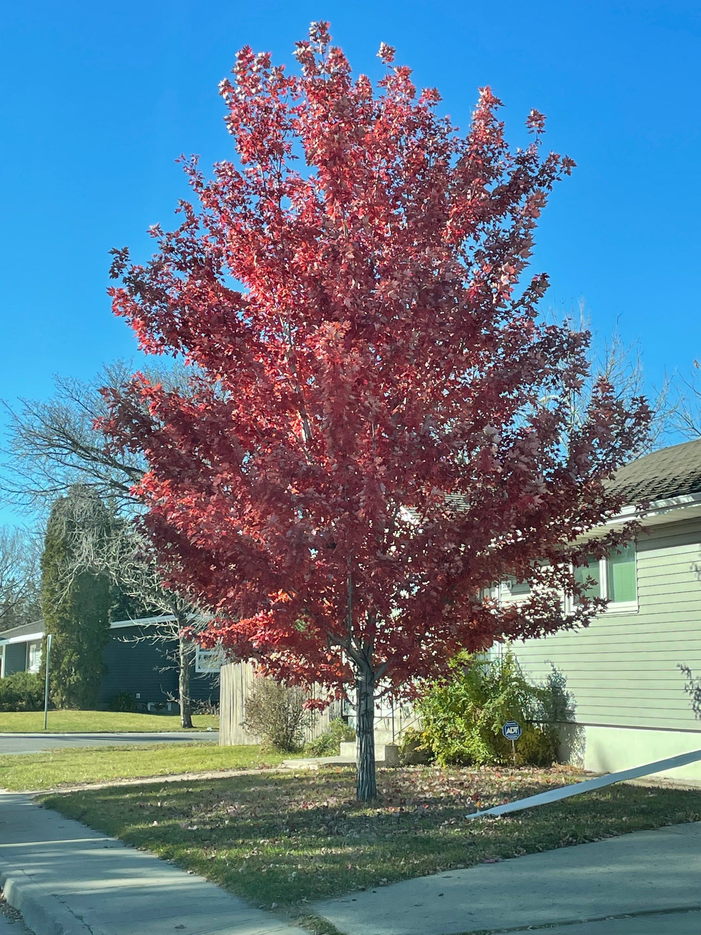 Freeman Maple 10 Gallon