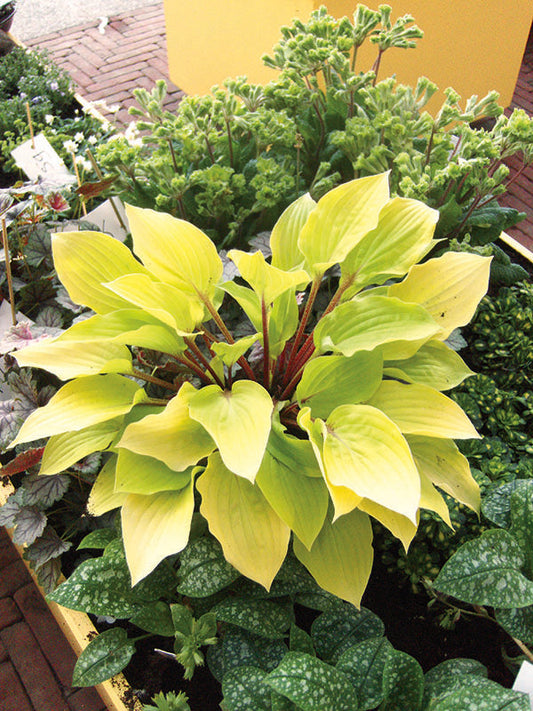 Hosta Fire Island  1 Gallon