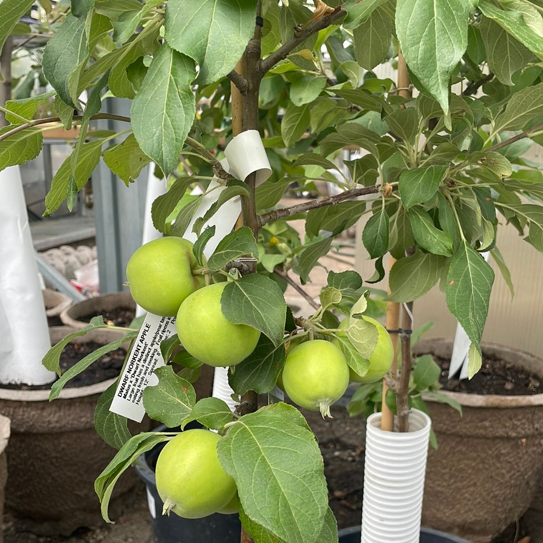 Apple Tree Dwarf Norkent 5G