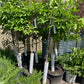 Lilac Little Lady Topgraft Tree