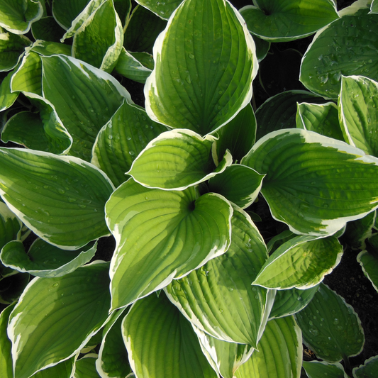 Hosta Albomarginata 1G