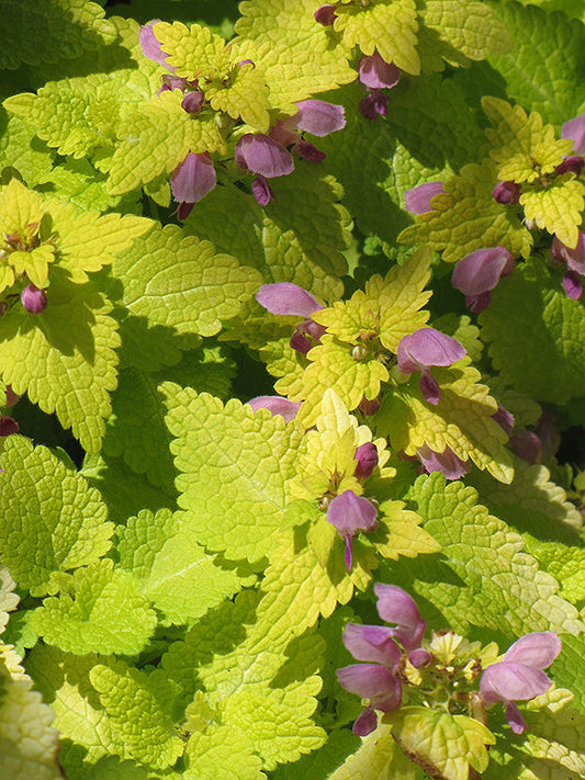 Lamium Golden 3.5" Pot