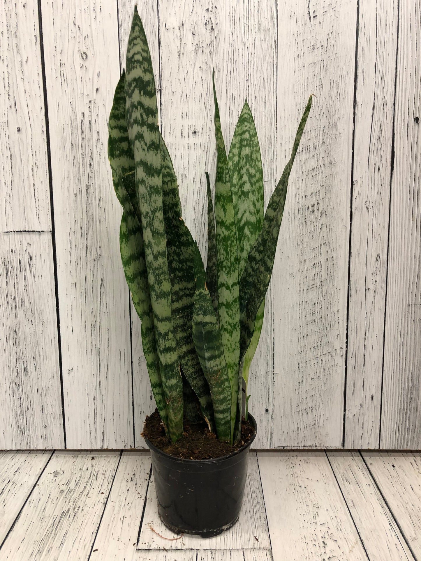 Snake Plant Zeylanica 4" Pot