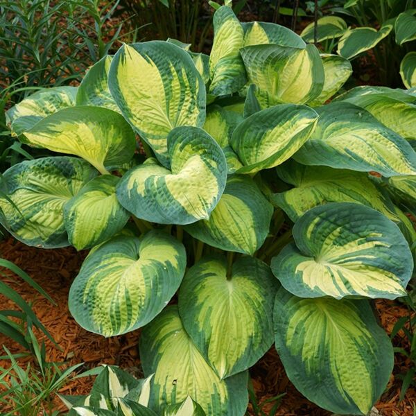 Hosta Great Expectations 1 Gallon