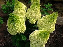 Hydrangea Moonrock 2G