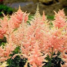 Astilbe Peach Blossom 1 G