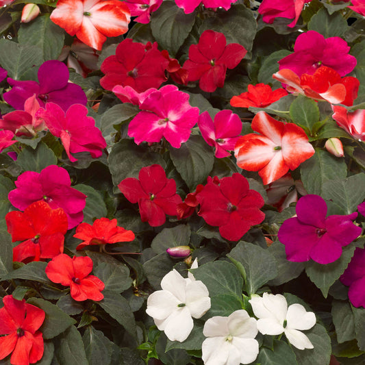 Impatiens Imara XDR Mixed OSC Seed