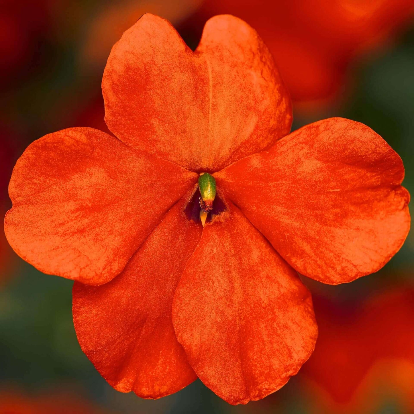 Impatiens Imara XDR Orange OSC Seed