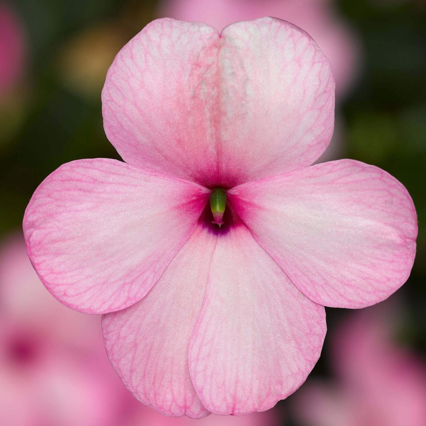 Impatiens Imara XDR Pink OSC Seed