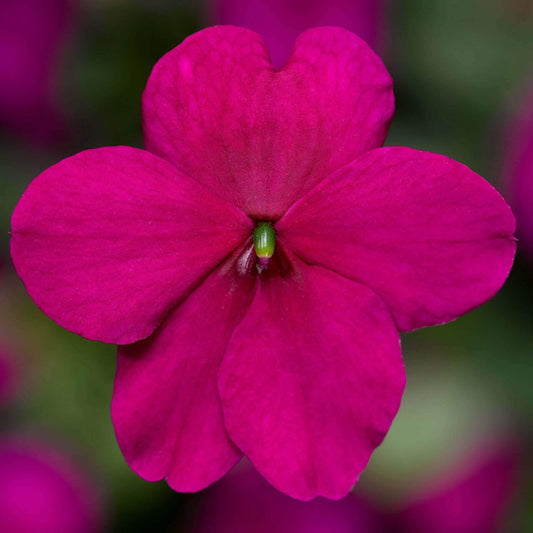 Impatiens Imara XDR Purple OSC Seed