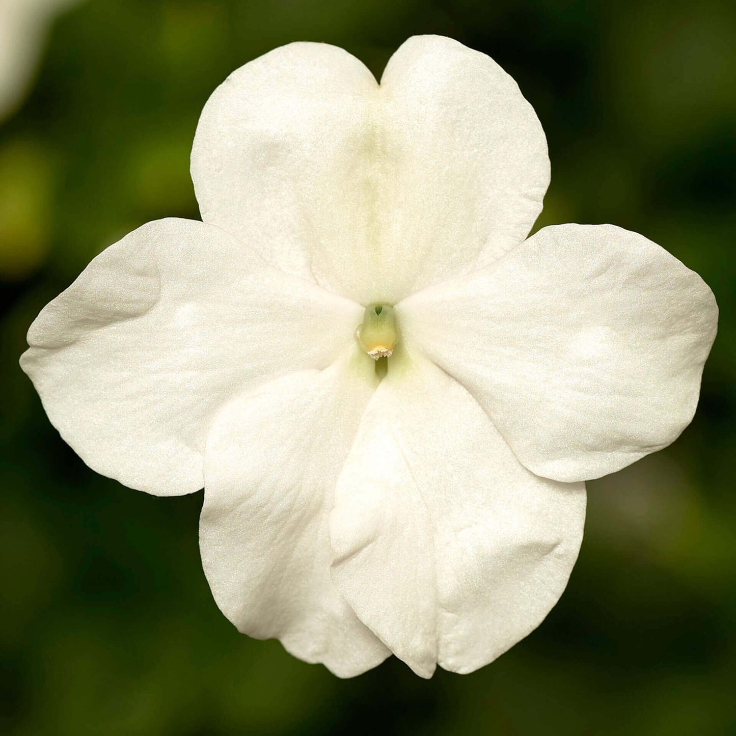 Impatiens Imara XDR White OSC Seed