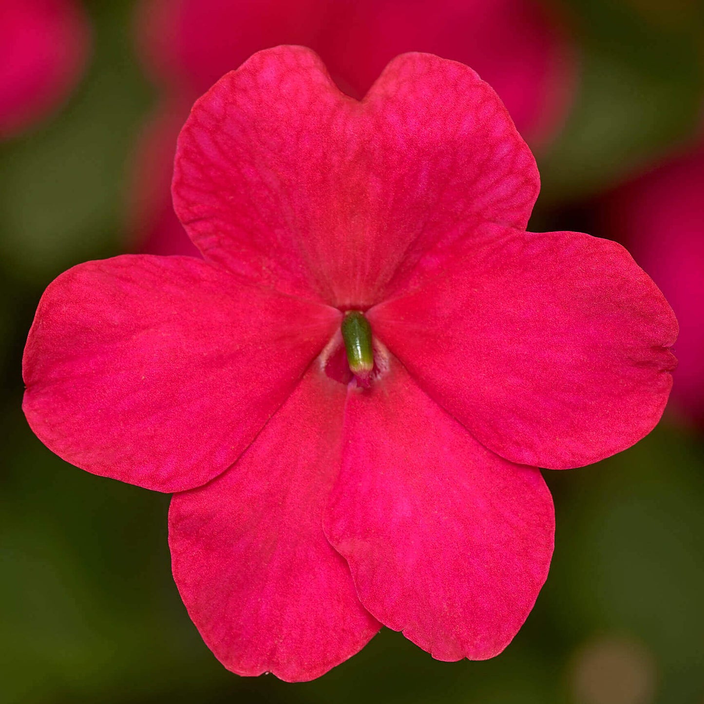 Impatiens Imara XDR Rose OSC Seed