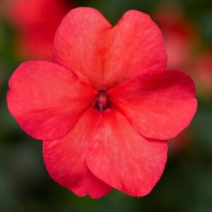 Impatiens Imara XDR Salmon OSC Seed